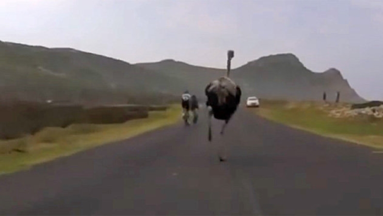 Όταν ερωτεύθηκε η στρουθοκάμηλος τα ποδήλατα (video)