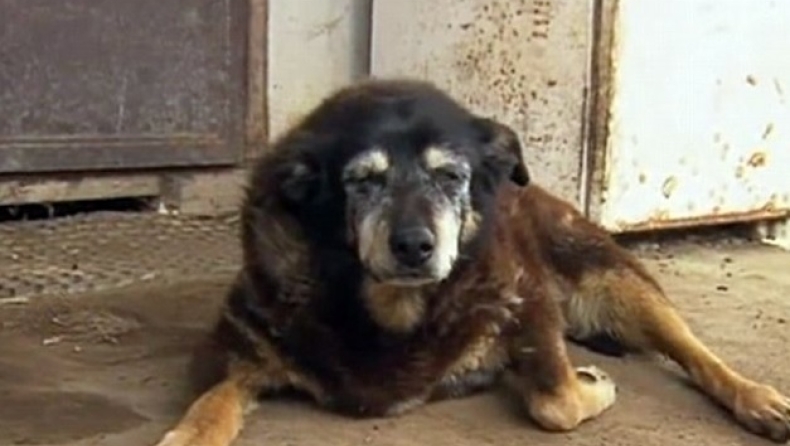 Πέθανε 30 χρονών, το το γηραιότερο σκυλί στον κόσμο (pics & vid)