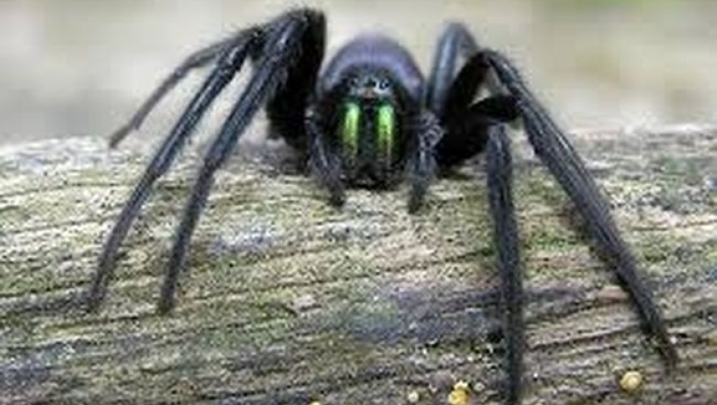 Οι αράχνες κάνουν στοματικό σεξ! Και μάλιστα, πάρα πολύ