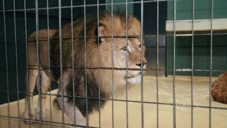Πήδηξε σε κλουβί λιονταριών για να αυτοκτονήσει (pics)