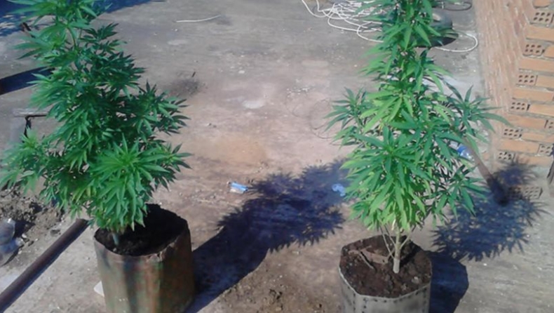 Συνελήφθη γυναίκα χασισοκαλλιεργητής στο Βόλο