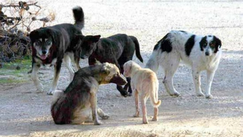 Πακιστάν: Οι Αρχές δηλητηρίασαν 700 αδέσποτα σκυλιά!