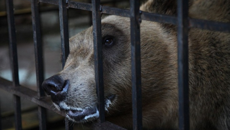 Ελεύθερη πια η πιο «θλιμμένη αρκούδα του κόσμου» (pics)