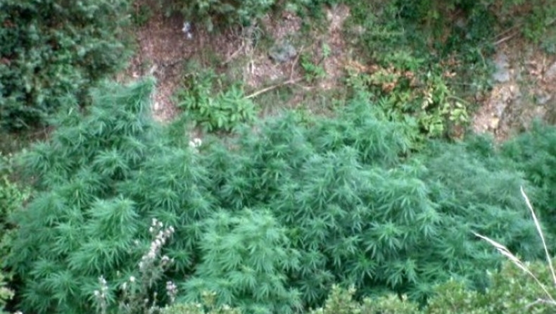 Ξεπάστρεψε όλες σχεδόν τις χασισοφυτείες στο Μυλοπόταμο η ΕΛ.ΑΣ