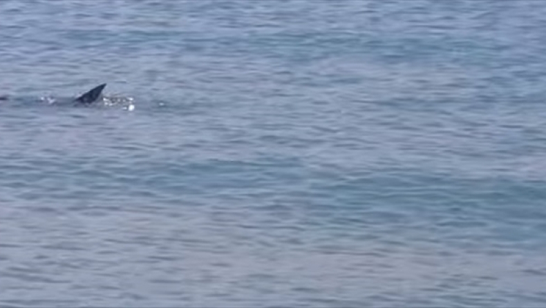 Χαλκίδα: Σκυλόψαρο βγήκε στα ρηχά! (vid)
