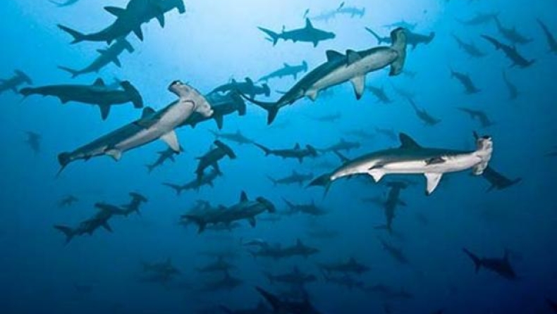 Οι σφυροκέφαλοι καρχαρίες κολυμπούν όπως οι τεμπέληδες άνθρωποι