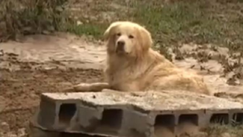 Ο "Χάτσικο" της Λακωνίας (vid)