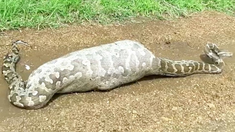 Η… «λαιμαργία» στοίχισε τη ζωή ενός πύθωνα 6 μέτρων (vid)