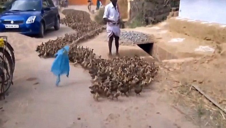 Ο επικότερος τρόπος για να ελέγχεις εκατοντάδες πάπιες (vid)