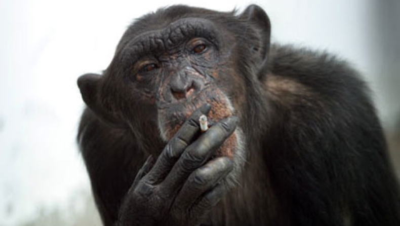 Χιμπατζής καπνίζει... ένα πακέτο τσιγάρα την ημέρα! (vid)