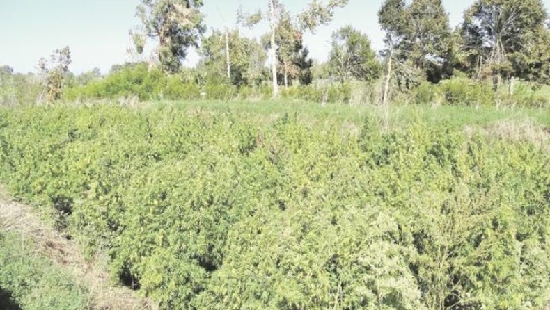 Συνελήφθησαν στην Ηλεία οι βαρόνοι του χασίς