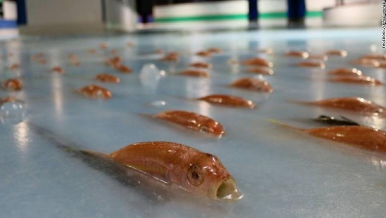 Λουκέτο σε παγοδρόμιο που κατέψυξε 5.000 ψάρια (pics)