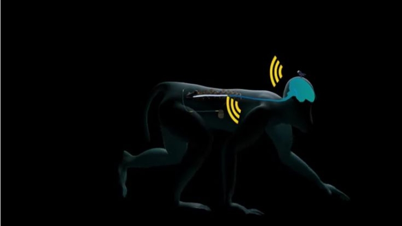 Παράλυτες μαϊμούδες περπάτησαν χάρη σε ασύρματα εμφυτεύματα