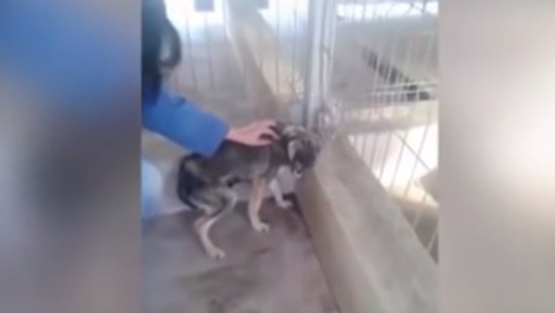 Πως αναρρώνει ένα σκυλάκι που έχει υποστεί κακοποίηση