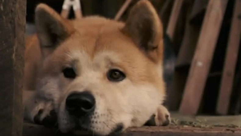 Η αληθινή ιστορία του Χάτσικο (pics)