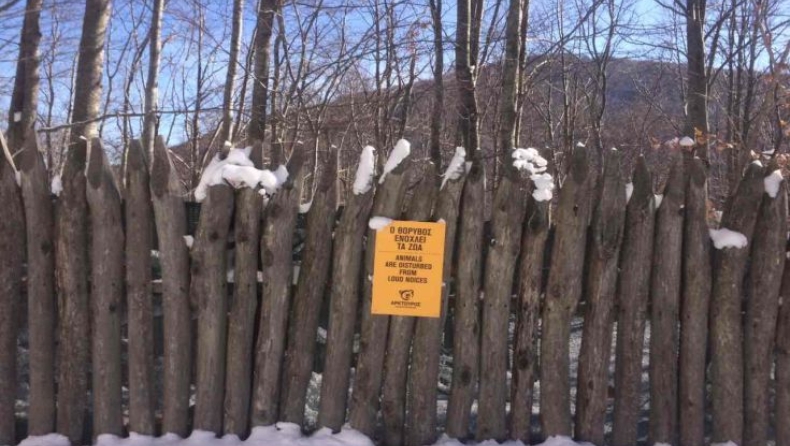 Οι αρκούδες είδαν το χιόνι και πήγαν για ύπνο (pics)