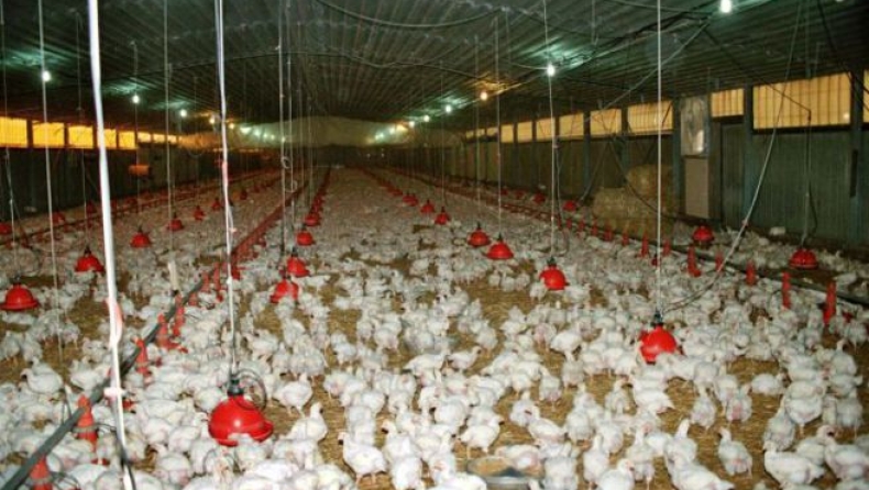 Συναγερμός για τη γρίπη των πτηνών που έφτασε στον Έβρο