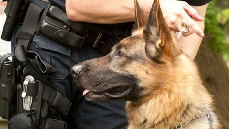 Αλεξανδρούπολη: Ο σκύλος ξετρύπωσε ηρωίνη και μεθαδόνη