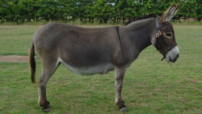 Μετέφεραν με γαϊδούρια πάνω από 300 κιλά κάνναβης