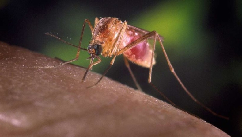 Άκρως ελπιδοφόρο νέο εμβόλιο κατά της ελονοσίας