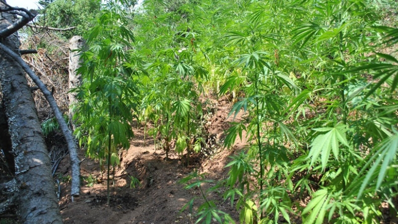 Συνελήφθη 42χρονος στο Ρέθυμνο για φυτεία χασίς