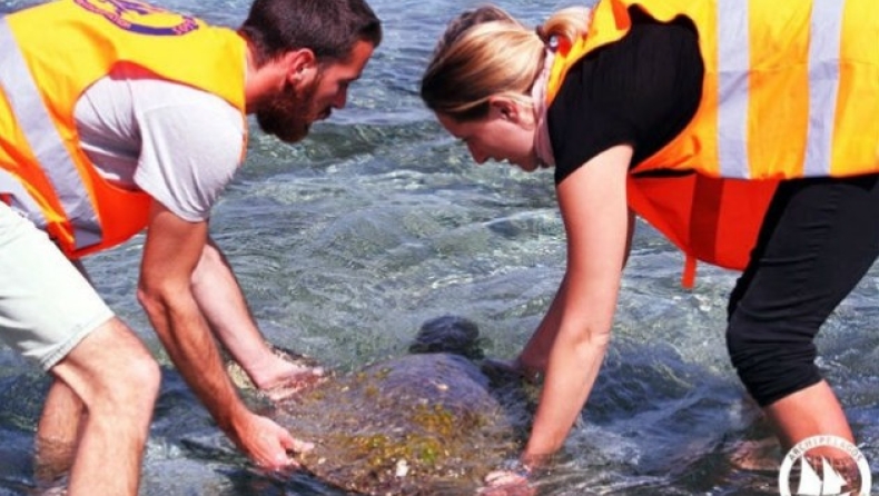 Σκοτεινό παρασκήνιο πίσω από τις δολοφονίες θαλάσσιων ζώων στα ελληνικά νησιά (pics)