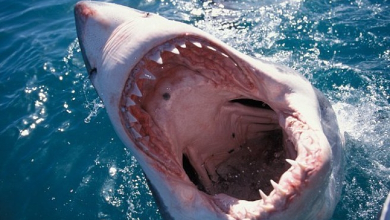 Λευκός καρχαρίας επιτέθηκε στο κλουβί με τους τουρίστες (vid)