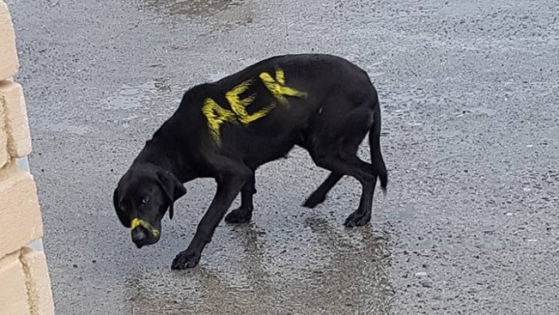 Ενδιαφέρον της ΑΕΚ για τον σκύλο που έβαψαν με σπρέι