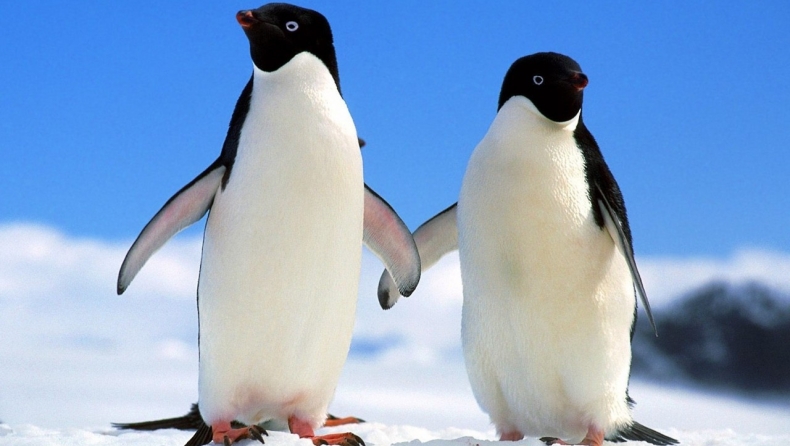 SOS: Εξαφανίζονται οι πιγκουίνοι από την Ανταρκτική
