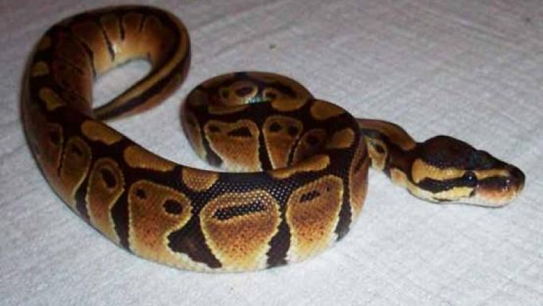 Έφαγε πρόστιμο 200 δολαρίων γιατί δεν είχε λουρί στον πύθωνα