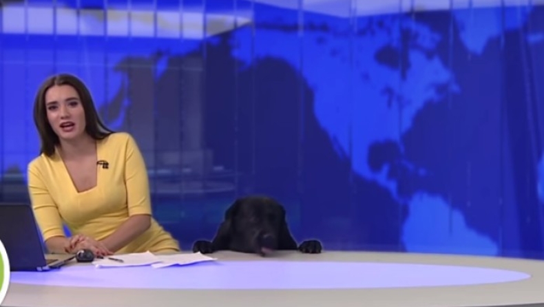 Σκύλος έκανε... ντου σε δελτίο ειδήσεων (vid)