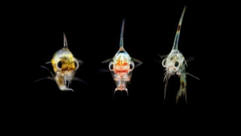 Τι καταπίνουμε όταν πίνουμε νερό στην θάλασσα (pics)