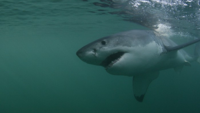 Οι καρχαρίες και οι μπακαλιάροι εκπέμπουν «sos» στη Μεσόγειο