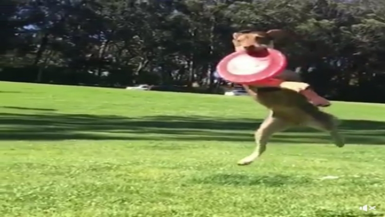Ο σκύλος που... πετάει! (vid)