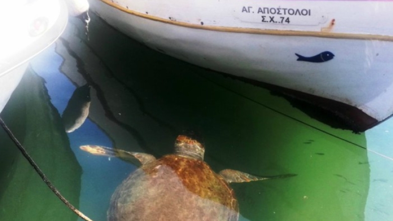 Θαλάσσιες χελώνες στο παλιό λιμάνι των Χανίων (pics)