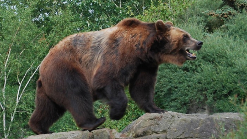 Κενυάτης δρομέας ξέφυγε από δύο αρκούδες που τον πήραν στο κυνήγι