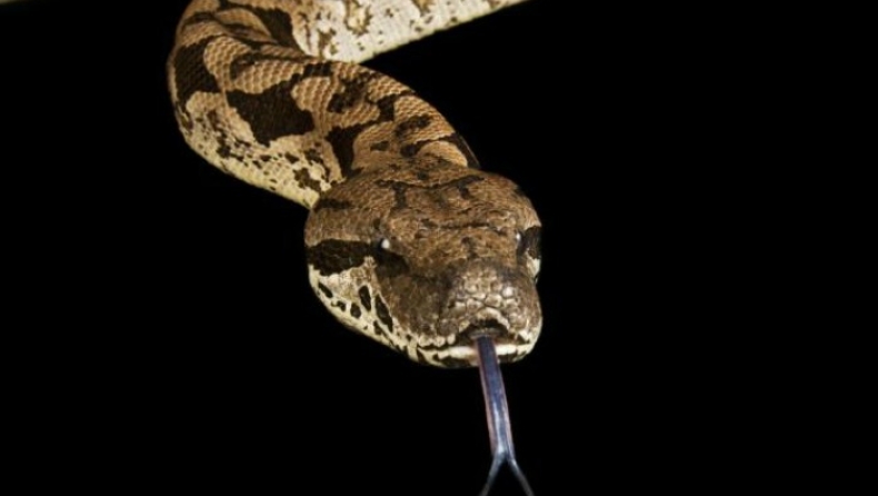 Μία γυναίκα δέχθηκε επίθεση από τον ίδιο της τον βόα