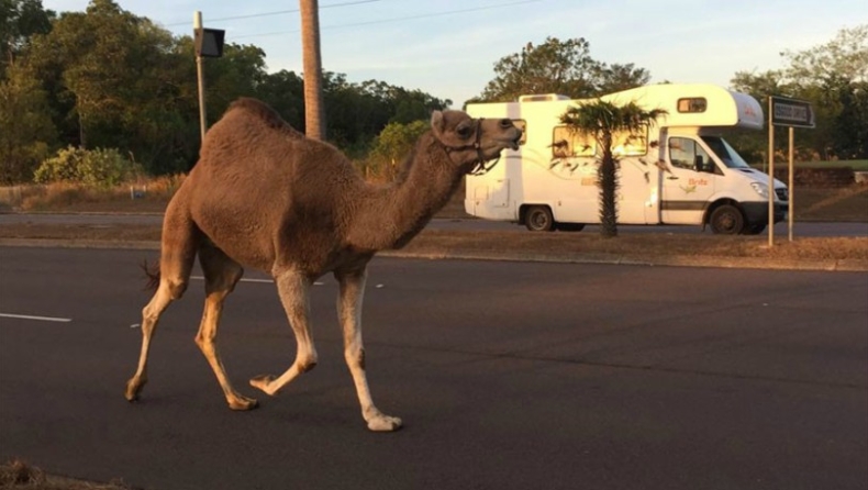 Καμήλα το έσκασε από τσίρκο και την κυνηγούσαν στο δρόμο (pics)