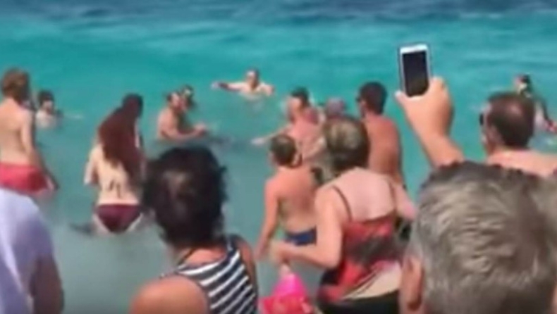 Δελφίνι κολυμπάει με τους λουόμενους στη Σκόπελο! (vid)