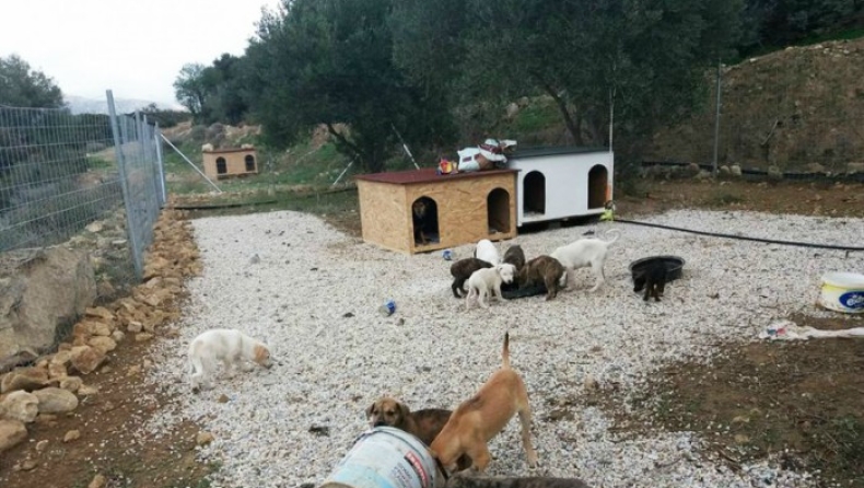 Ο άνδρας από την Κρήτη που έχει αφιερώσει τη ζωή του στη φροντίδα εγκαταλελειμμένων ζώων (pics)