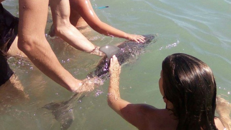 Ήθελαν να βγάλουν φωτογραφίες με μωρό δελφίνι και προκάλεσαν τον θάνατό του! (pics)