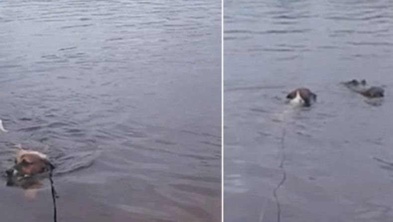 Σκύλος... γλίτωσε από του αλιγάτορα τα δόντια! (vid)