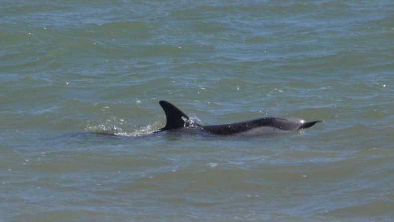 Έσωσαν τραυματισμένο δελφίνι στην παραλία του Άργους (pics)