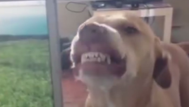 Αυτό ο σκύλος δεν σταματά να... γελάει απ' όταν διασώθηκε (vid)