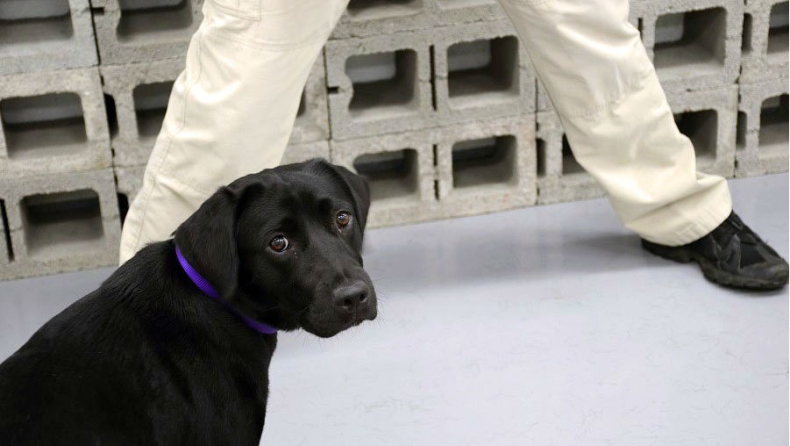 Η CIA απέλυσε έναν σκύλο, ο οποίος πλέον κάνει... ζωάρα (pics)