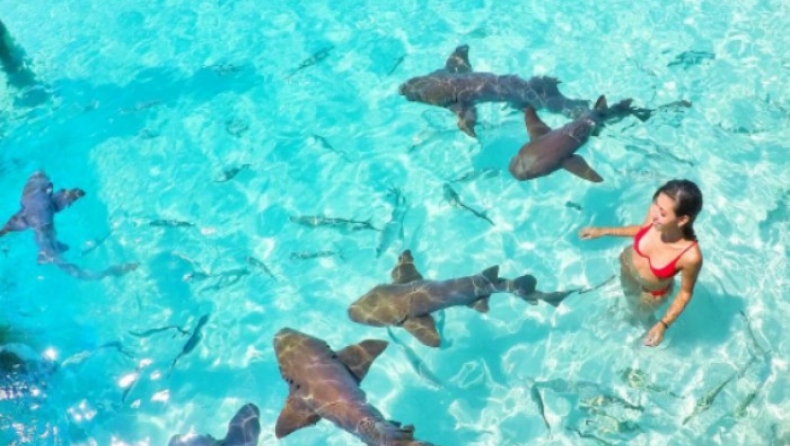 Σε αυτή την πισίνα μπορείς να κολυμπήσεις με καρχαρίες (vid)