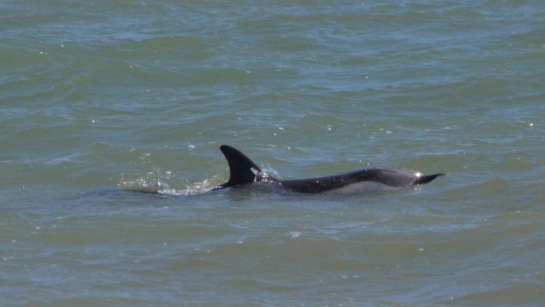 Ένα δελφίνι μάγεψε την παραλιακή του Ηρακλείου (pics)