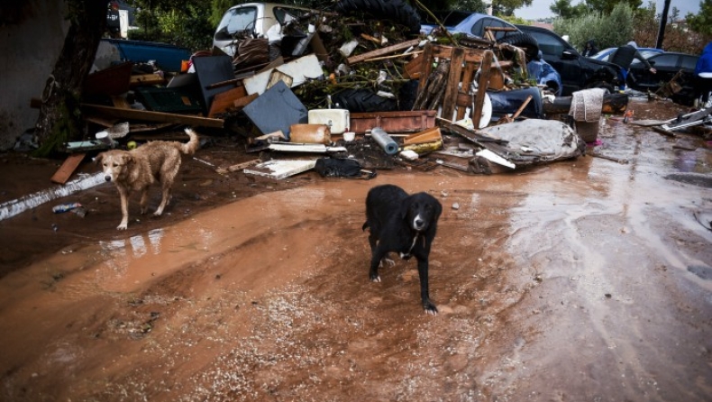 Τα αδέσποτα ζώα της δυτικής Αττικής εκπέμπουν SOS