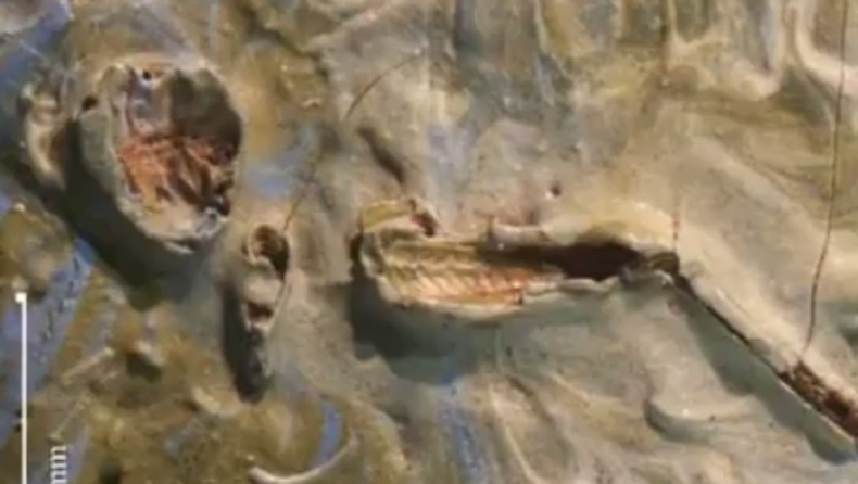 Βρήκαν ακρίδα...παγιδευμένη σε πίνακα του Βαν Γκογκ από το 1889! (vid)