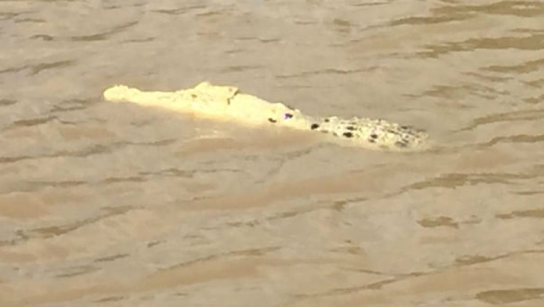 Σπάνιος λευκός κροκόδειλος βρέθηκε σε ποταμό της Αυστραλίας (pics)
